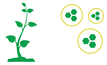 An image showcasing the science behind MustGrow's positive effect on crop growth.