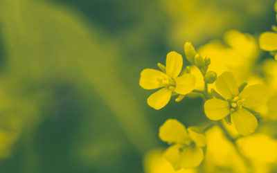 MustGrow Announces Key Milestone: Finalization of ‘Liquid Formulation’ Mustard-Derived Bio-Pesticide