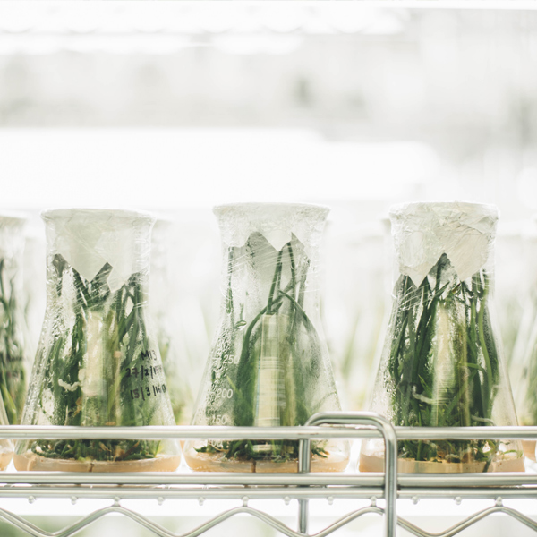A series of tests involving MustGrow products positive effects in crop growth.