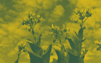MustGrow Announces Collaborative Tobacco “Crop Protection” Program