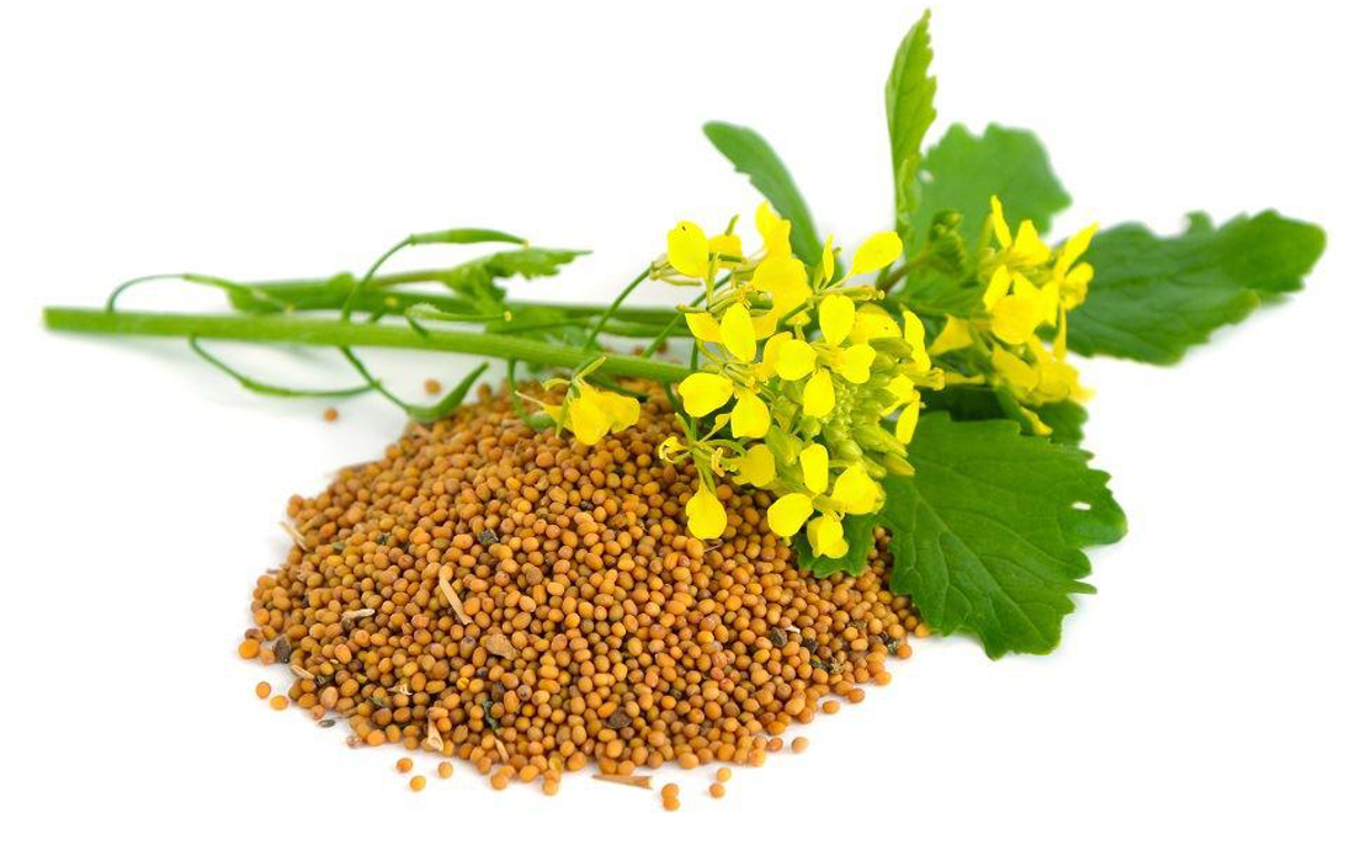 1. Mustard Plant Tattoo Designs - wide 6