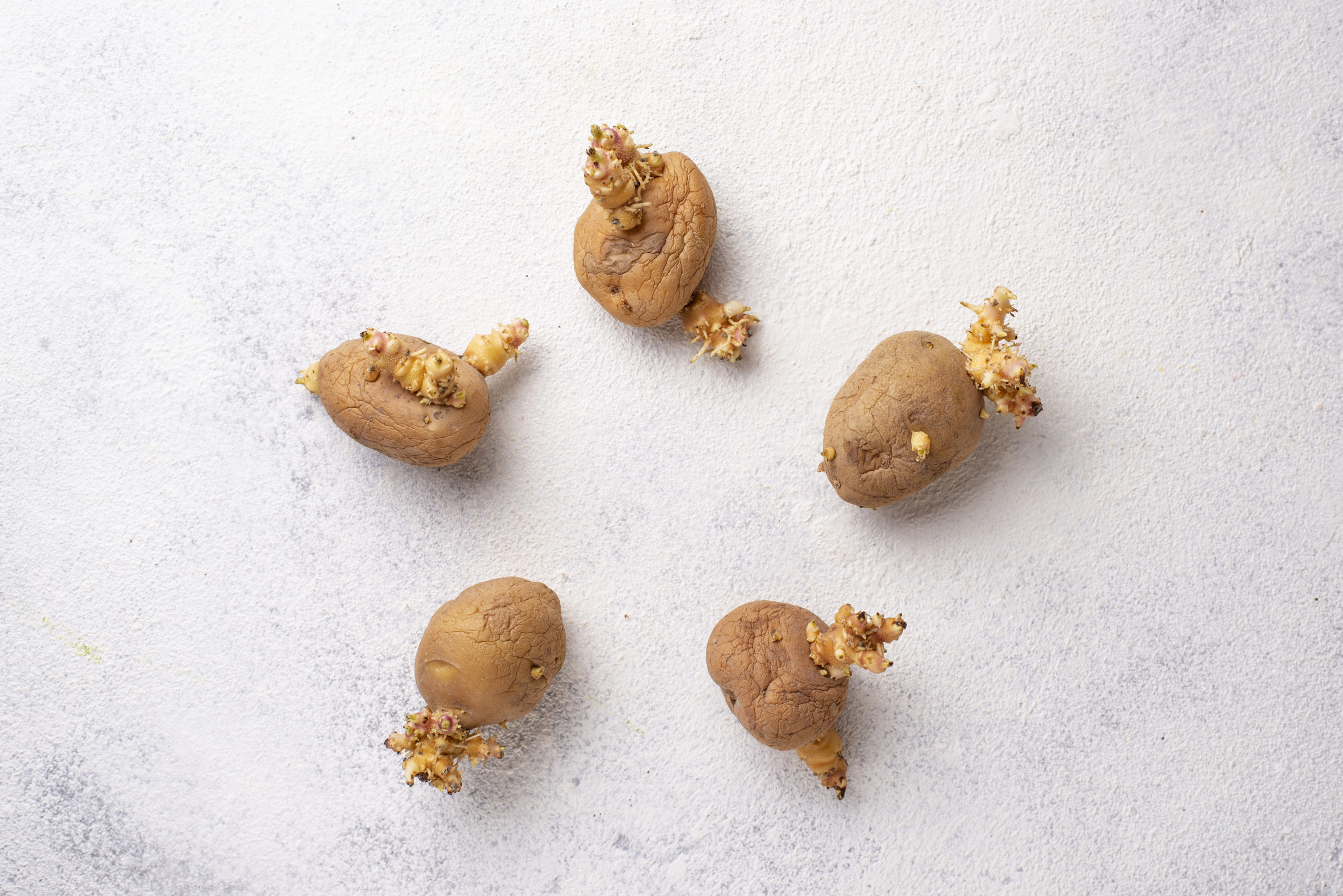 Sprouted organic potatoes on light background