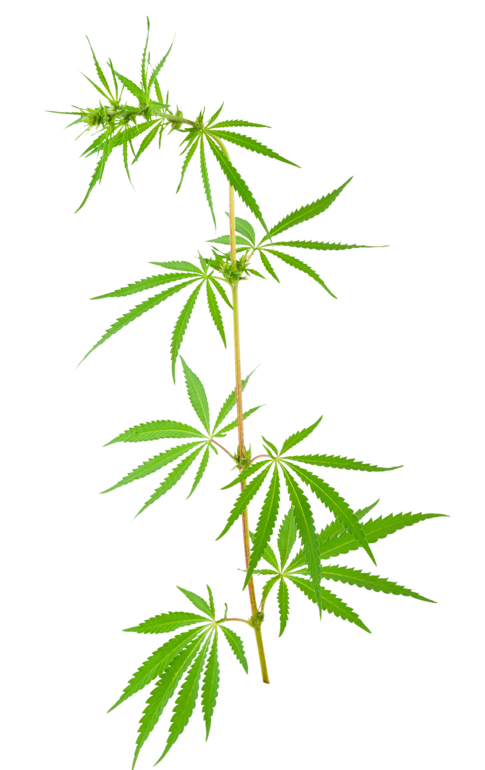 Cannabis (marijuana) plants
