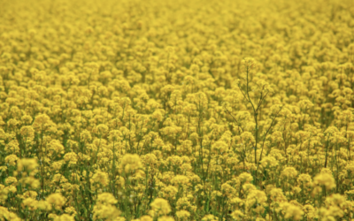 HOW MUSTGROW TURNED THE MUSTARD SEED INTO A BIOTECHNOLOGY